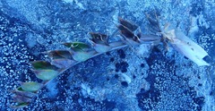 Anisotome flexuosa