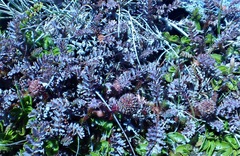 Acaena saccaticupula