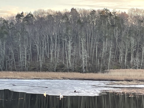 Bald Eagle photographed in Connecticut