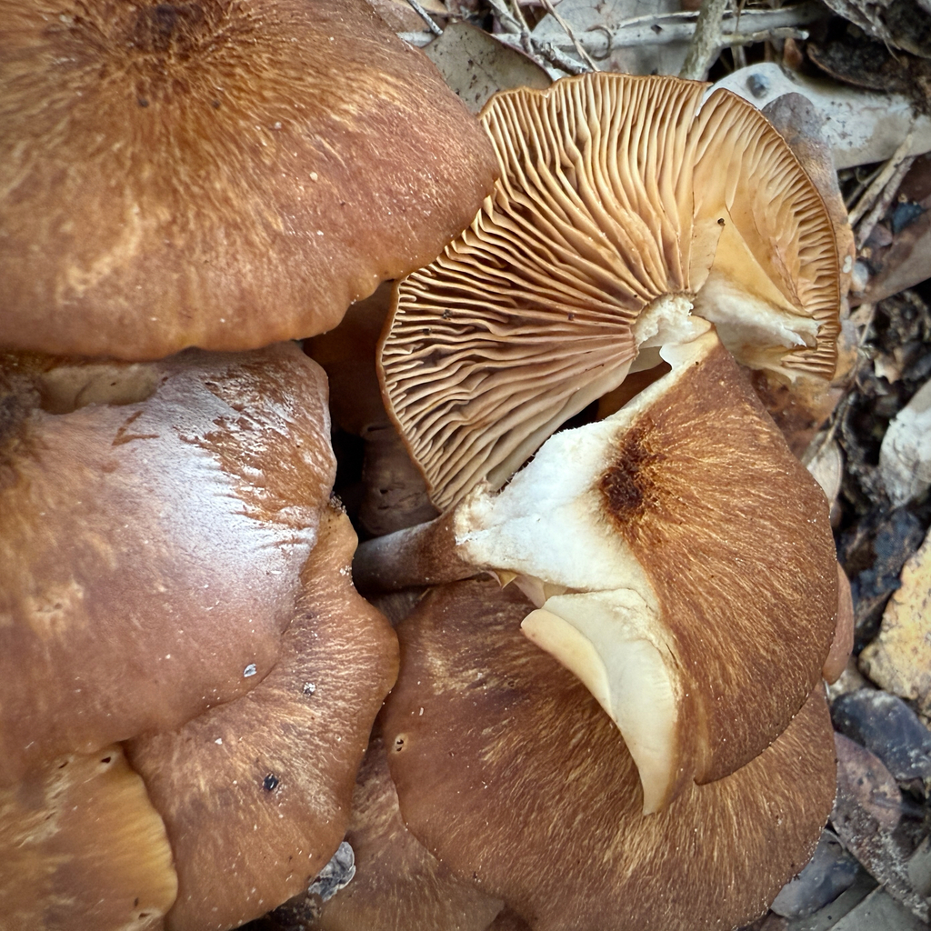 Desarmillaria caespitosa · December 2025 · photo: © thymetofish (iNaturalist, cc-by)