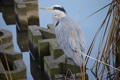 Ardea cinerea