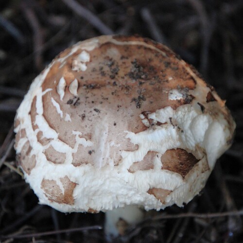 iNaturalist observation photo of Shaggy Parasol