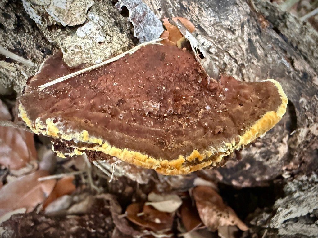 Fuscoporia gilva · December 2025 · photo: © thymetofish (iNaturalist, cc-by)