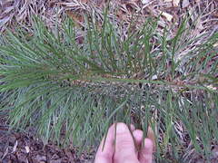 Macrozamia stenomera