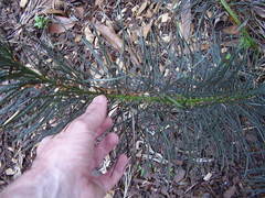 Macrozamia stenomera