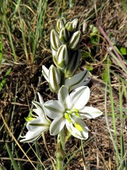 Chlorophytum transvaalense
