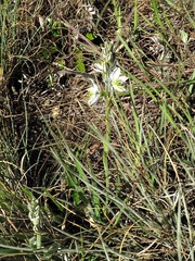 Chlorophytum transvaalense