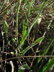 Chlorophytum transvaalense