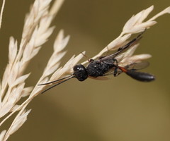 Evanioidea