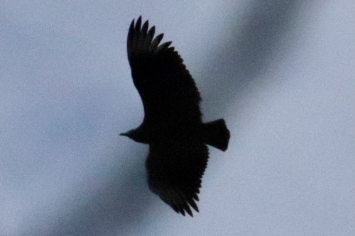 Black Vulture