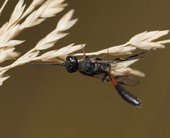 Evanioidea