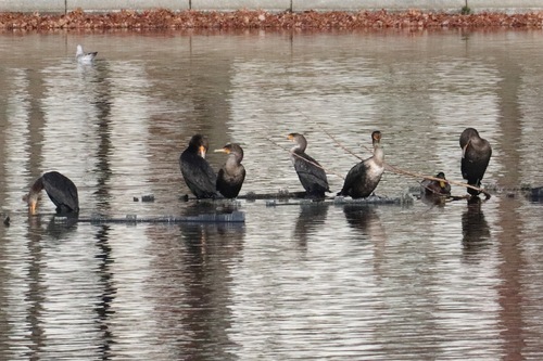 Double-crested Cormorant