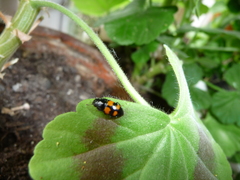 Glischrochilus grandis