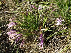 Xerophyta retinervis