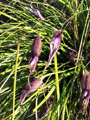 Xerophyta retinervis