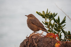 Monticola solitarius