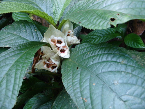 Cyrtandra cupulata observed 2007-08-18