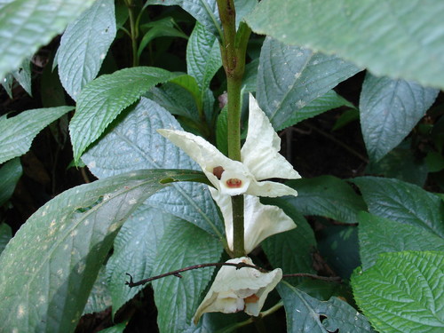 Cyrtandra cupulata observed 2007-08-18