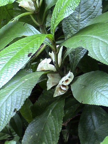 Cyrtandra cupulata observed 2007-08-18