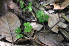 Hydrocotyle elongata