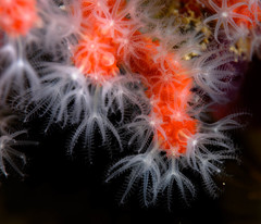 Corallium rubrum