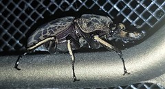 Ryssonotus nebulosus