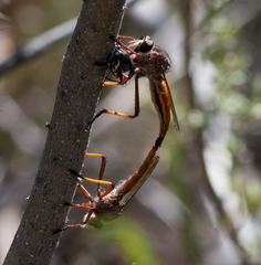 Colepia rufiventris