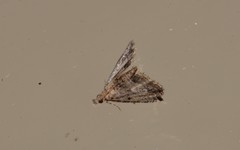 Sufetula hemiophthalma