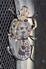 Ryssonotus nebulosus