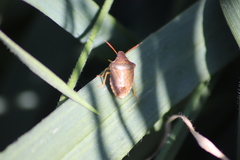 Peribalus strictus strictus