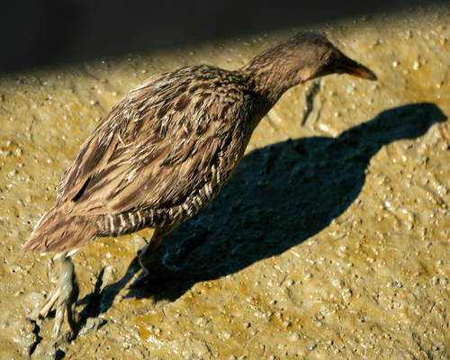 Mangrove Rail (Rallus longirostris), photo 3