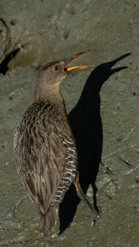 Mangrove Rail (Rallus longirostris), photo 4