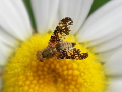 Oxyna flavipennis