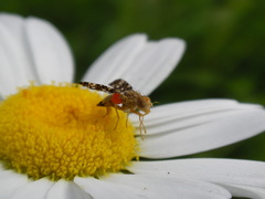 Oxyna flavipennis