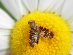 Oxyna flavipennis