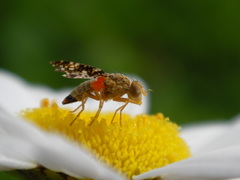 Oxyna flavipennis