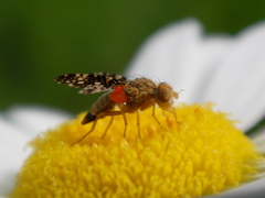 Oxyna flavipennis