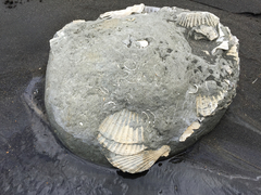 Phialopecten marwicki