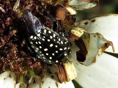 Oxythyrea