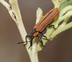 Rhinotia haemoptera