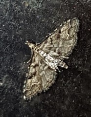 Sufetula hemiophthalma
