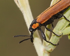 Rhinotia haemoptera