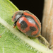 Vedalia Beetle - Photo no rights reserved, uploaded by Jesse Rorabaugh