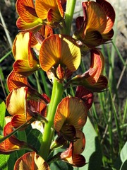 Argyrolobium robustum