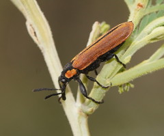 Rhinotia haemoptera