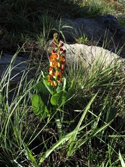 Argyrolobium robustum