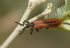 Rhinotia haemoptera