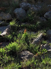 Argyrolobium robustum