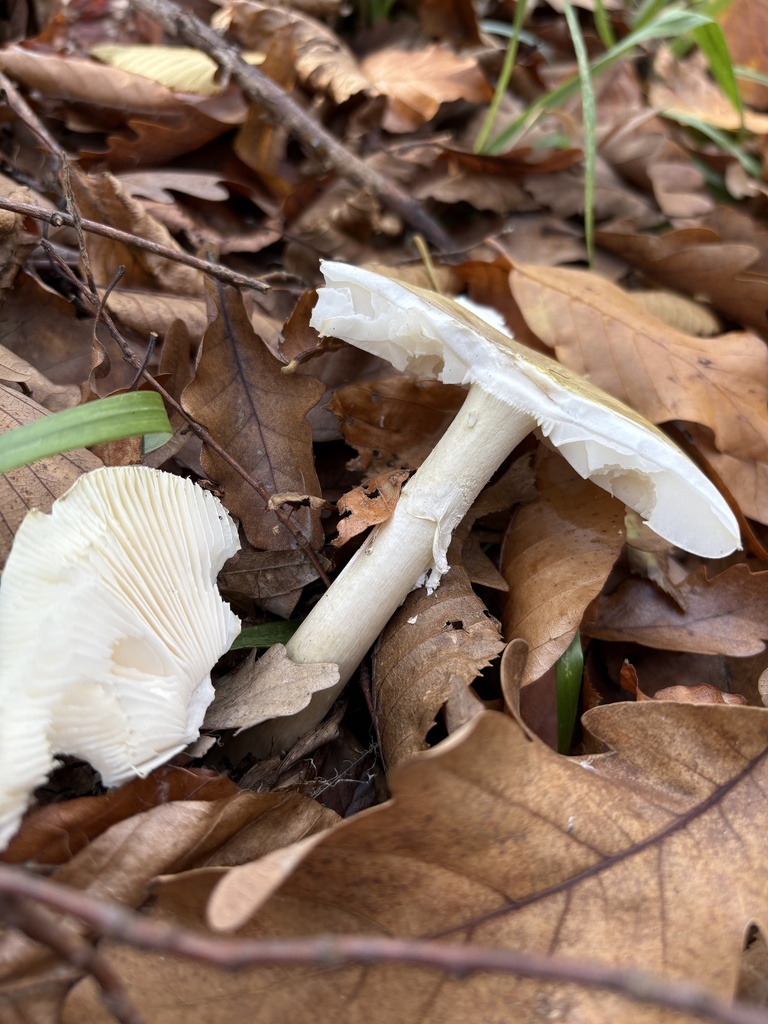 Amanita phalloides · November 2025 · photo: © ekaterina_kravtsova (iNaturalist, cc-by)