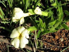 Thunbergia atriplicifolia